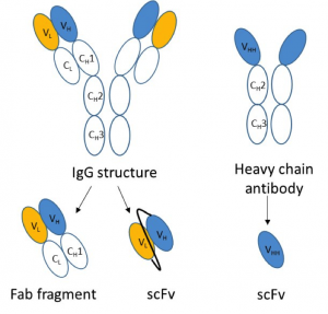Antibodies and antibody derived fragments have all been used as protein capture reagents.
